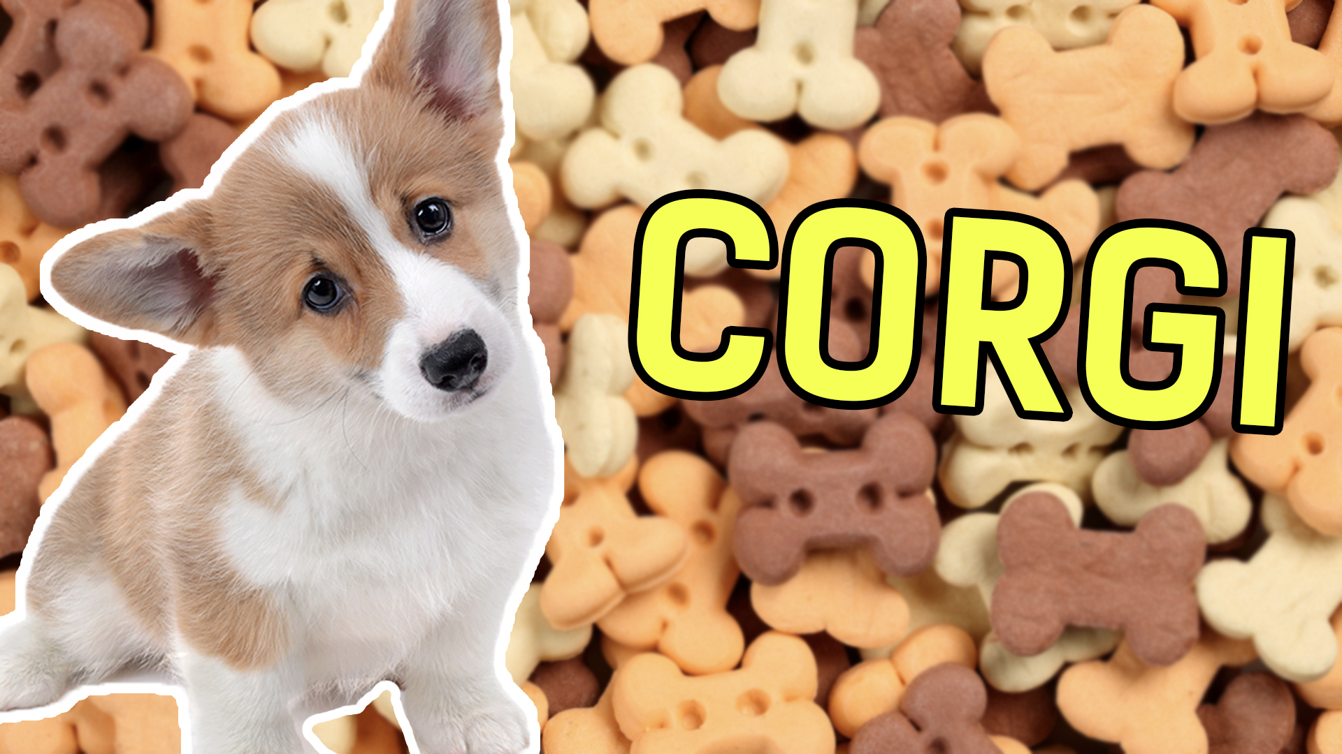 What Dog Do I Look Like? Quiz